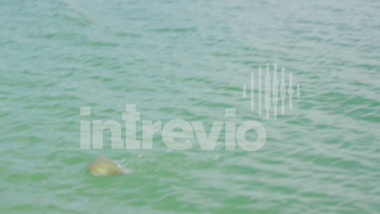 Smallmouth Bass Splashing