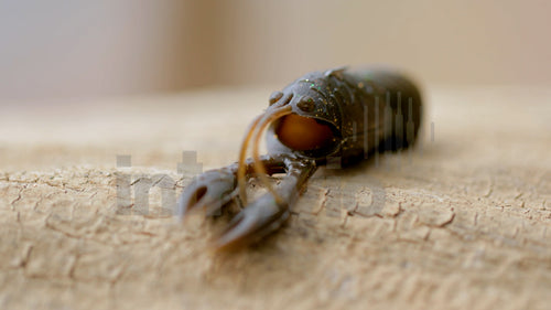 2.5 Juvy Craw Feature-1