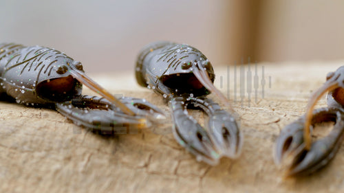 2.5 Juvy Craw Feature-2