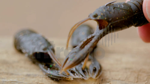 2.5 Juvy Craw Feature-4