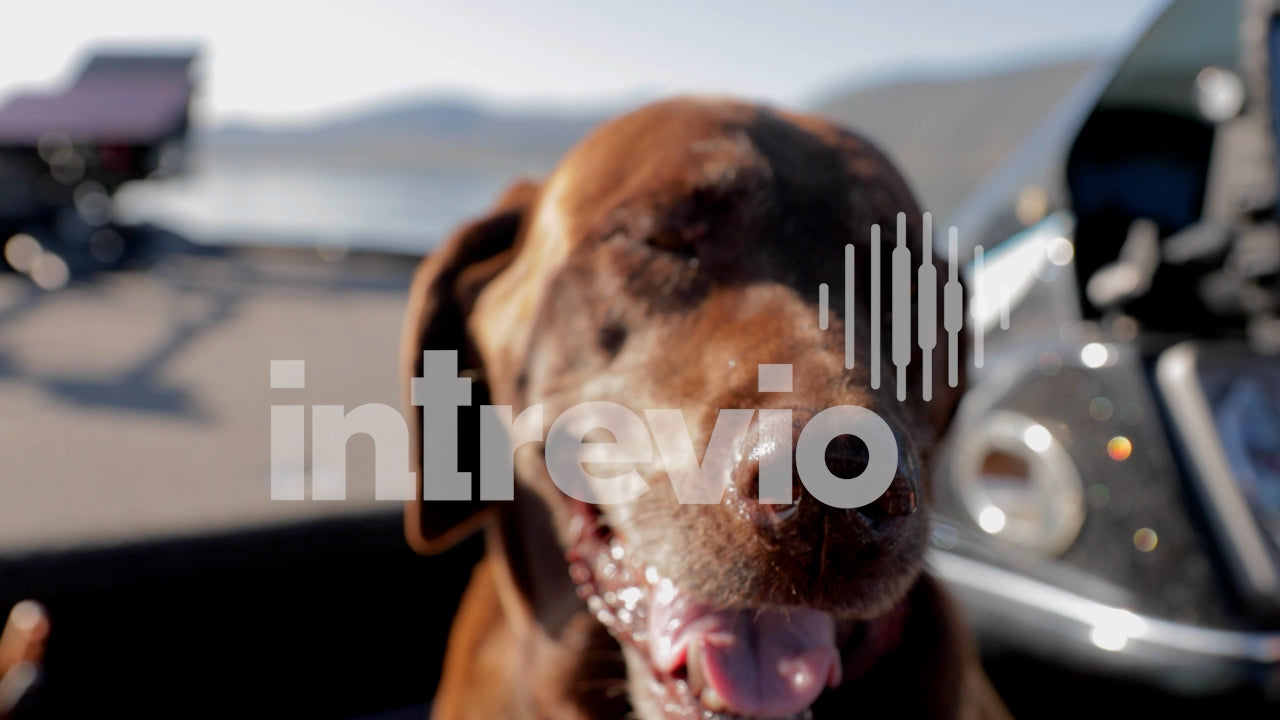 Dog on Fishing Boat-01