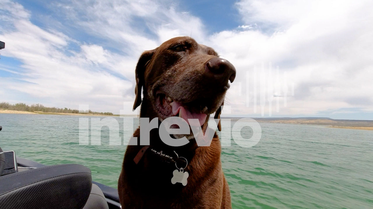 Dog on Fishing Boat-02