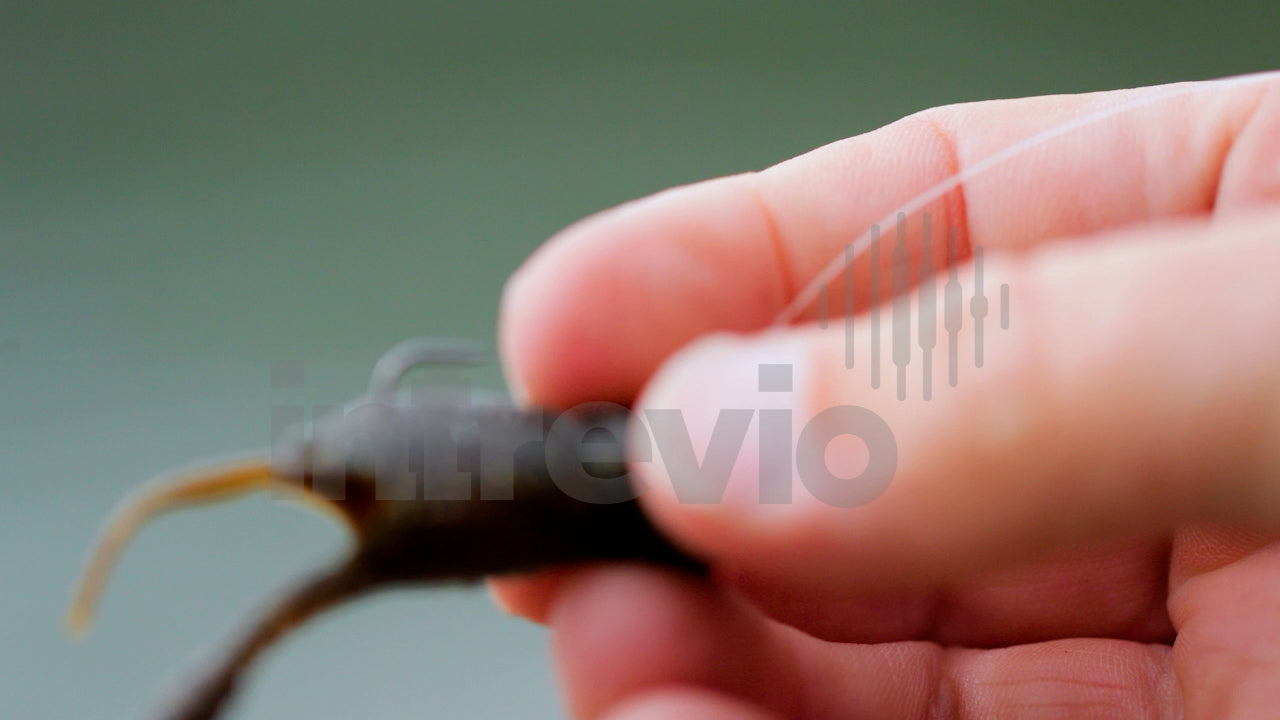 Holding  2.5 Juvy Craw-2