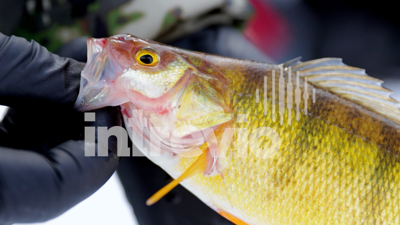 Holding Yellow Perch Caught Ice Fishing-