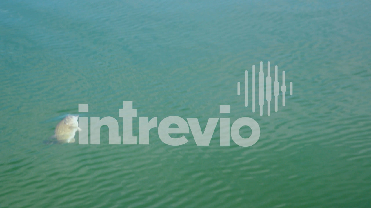 Hooked Bass Jumping Out of Water