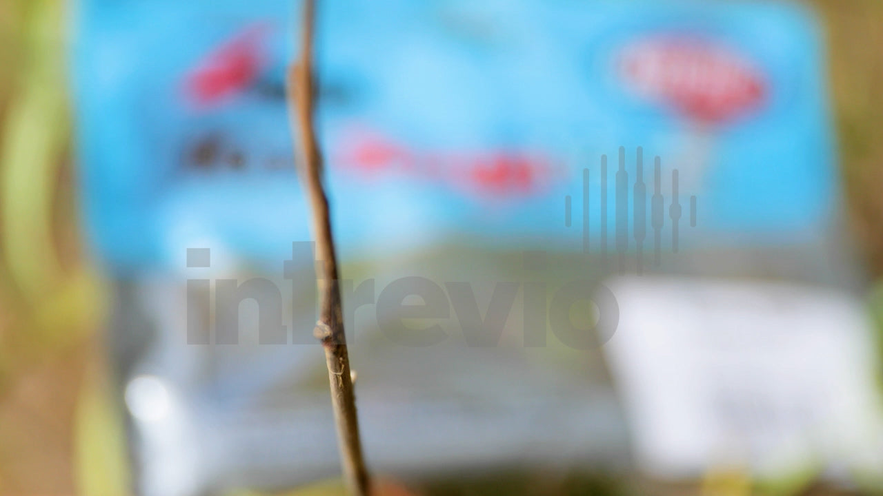 Ned Rig Packaging on Bank in Wood-Tight