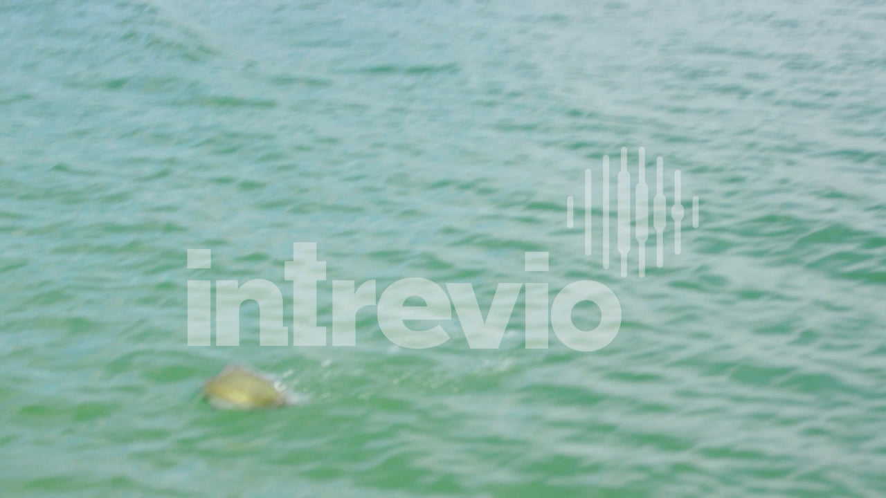 Smallmouth Bass Splashing