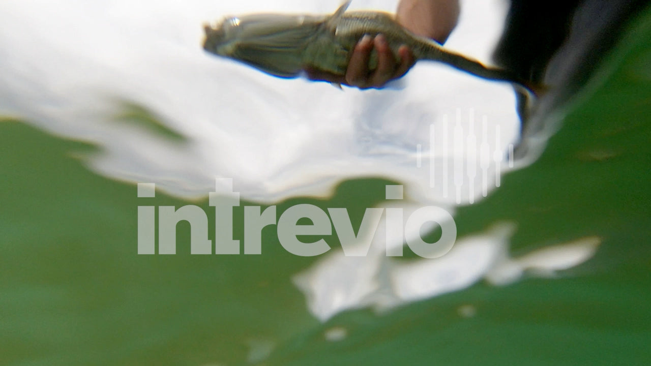 Underwater Smallmouth Bass Release