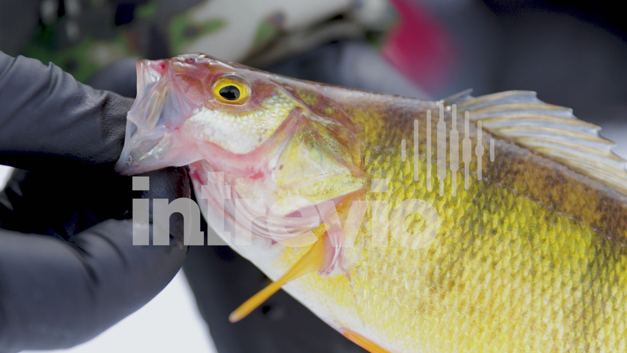 Holding Yellow Perch Caught Ice Fishing-