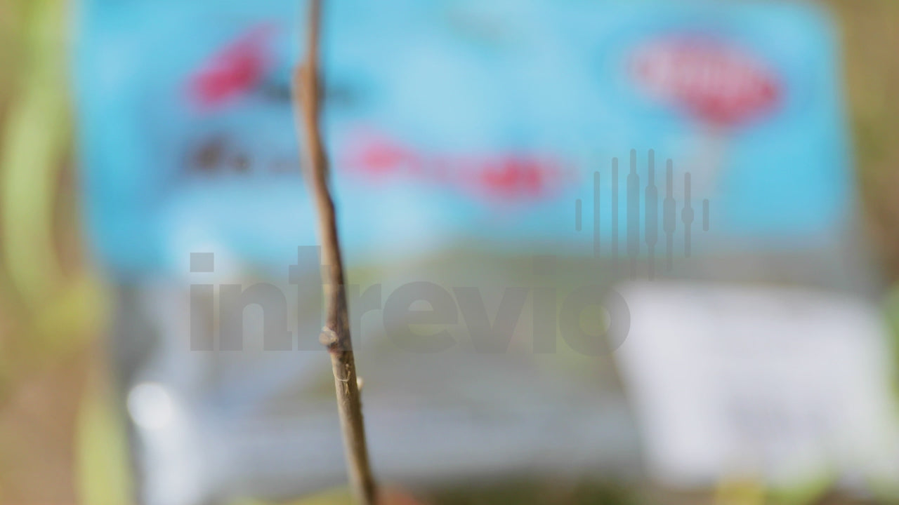 Ned Rig Packaging on Bank in Wood-Tight