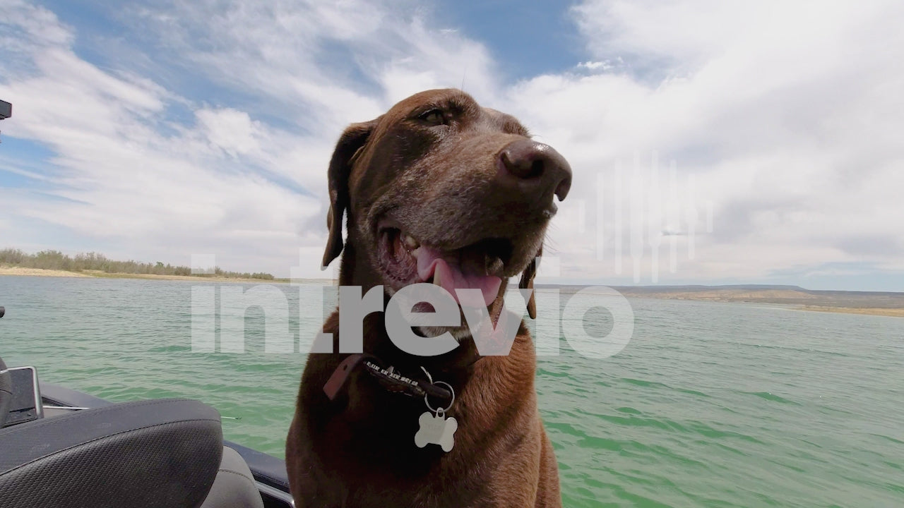 Dog on Fishing Boat-02