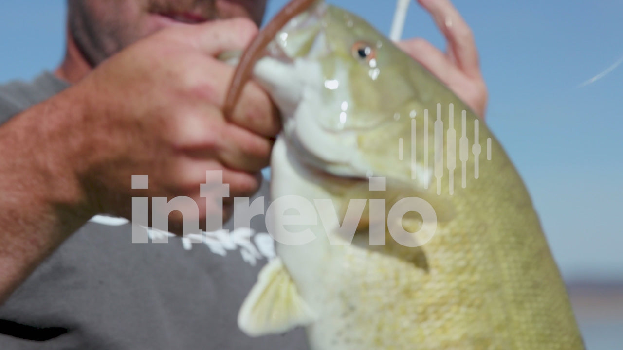 Smallmouth Bass Fishing - Collection (50 Clips)